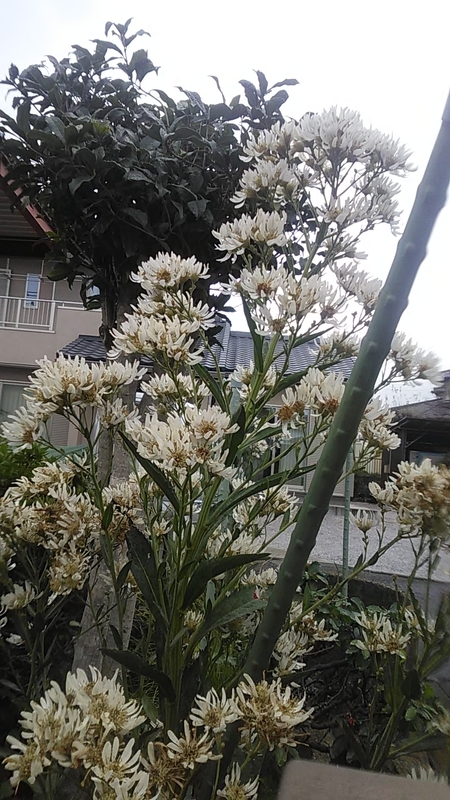 f:id:stantsiya_iriya:20211016201537j:plain