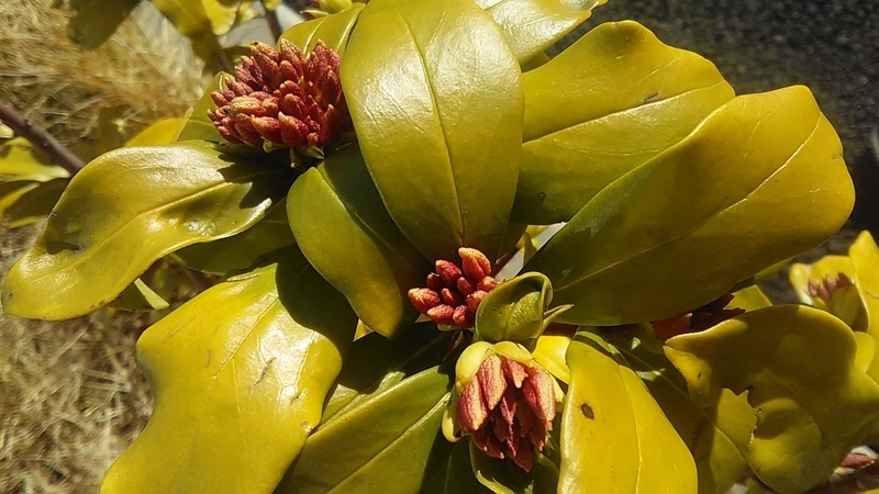 f:id:stantsiya_iriya:20220109201923j:plain