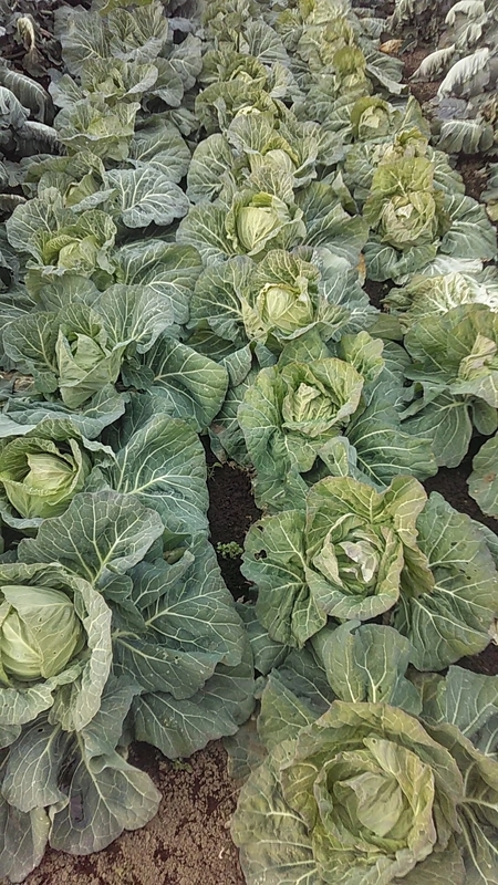 f:id:stantsiya_iriya:20220109202802j:plain