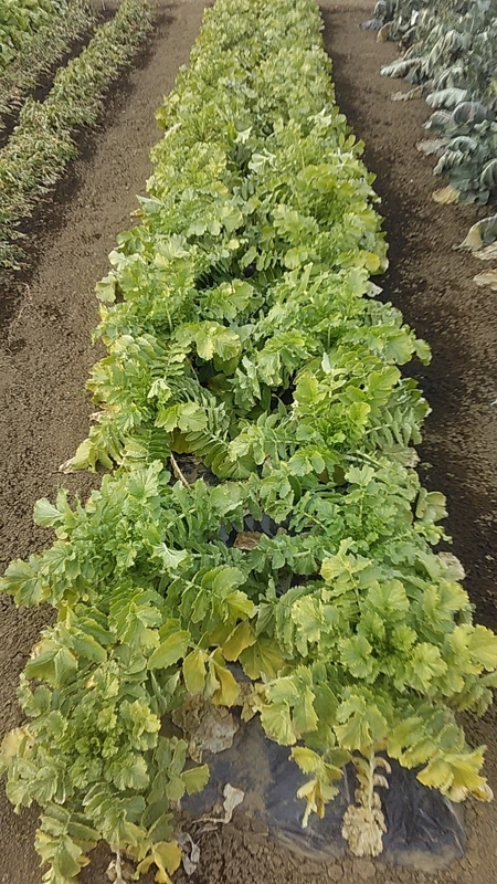 f:id:stantsiya_iriya:20220109202808j:plain