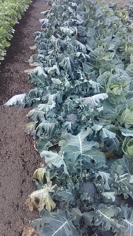 f:id:stantsiya_iriya:20220109202815j:plain