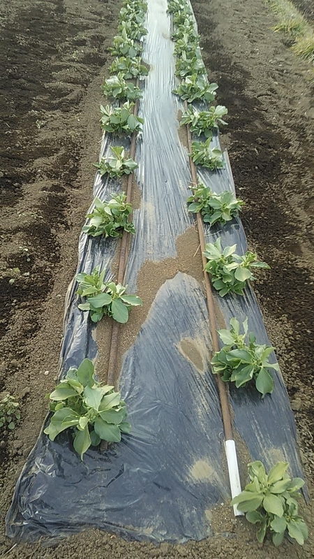 f:id:stantsiya_iriya:20220109202839j:plain