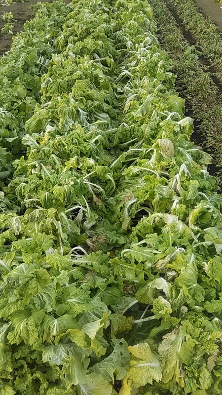 f:id:stantsiya_iriya:20220109202847j:plain