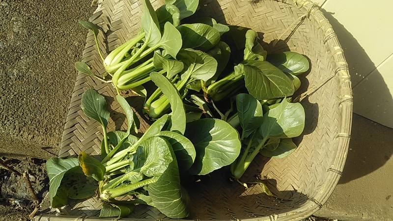 f:id:stantsiya_iriya:20220126161626j:plain