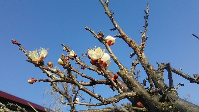 f:id:stantsiya_iriya:20220126161641j:plain