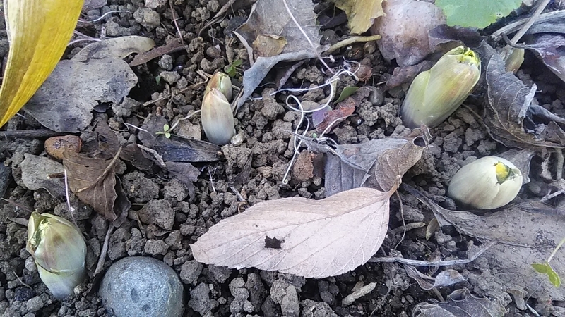 f:id:stantsiya_iriya:20220131173152j:plain