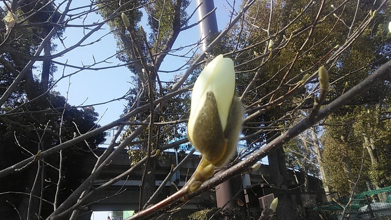 f:id:stantsiya_iriya:20220312201524j:plain