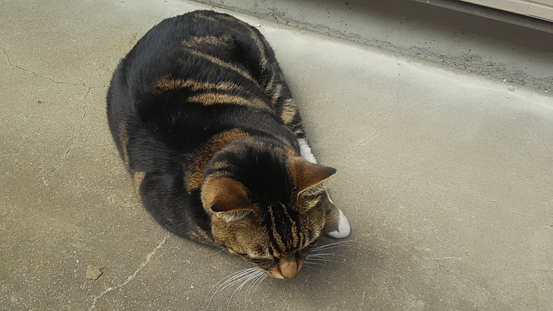 f:id:stantsiya_iriya:20220406074939j:plain