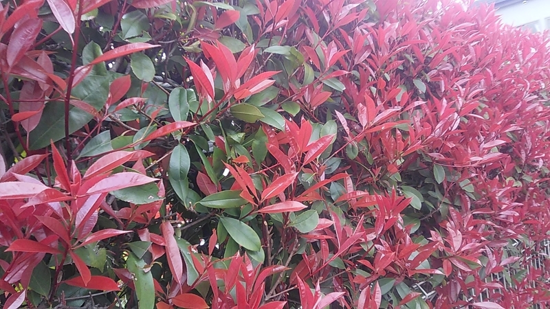 f:id:stantsiya_iriya:20220406191102j:plain