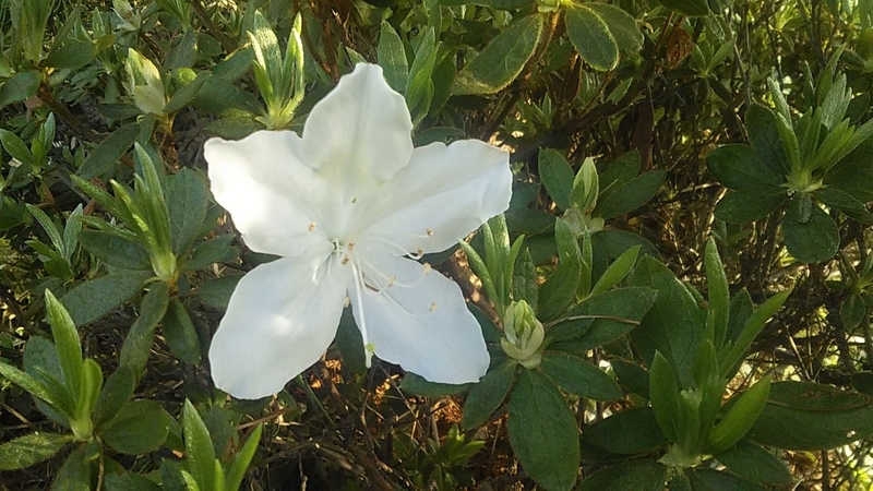 f:id:stantsiya_iriya:20220414112020j:plain