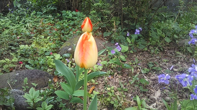 f:id:stantsiya_iriya:20220414112153j:plain