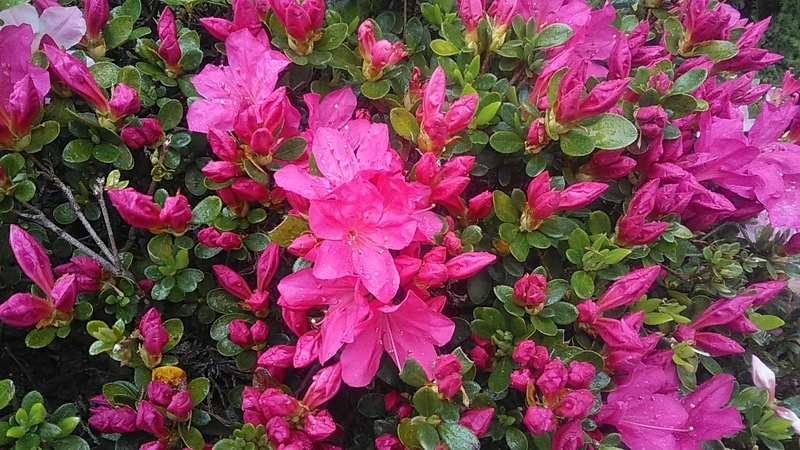 f:id:stantsiya_iriya:20220414112205j:plain