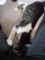 うちの猫