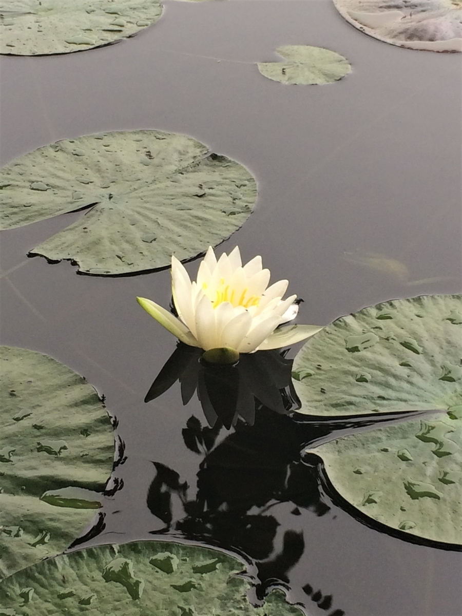 f:id:star-watch0705:20190716183702j:plain f:id:star-watch0705:20190716183702j:plain