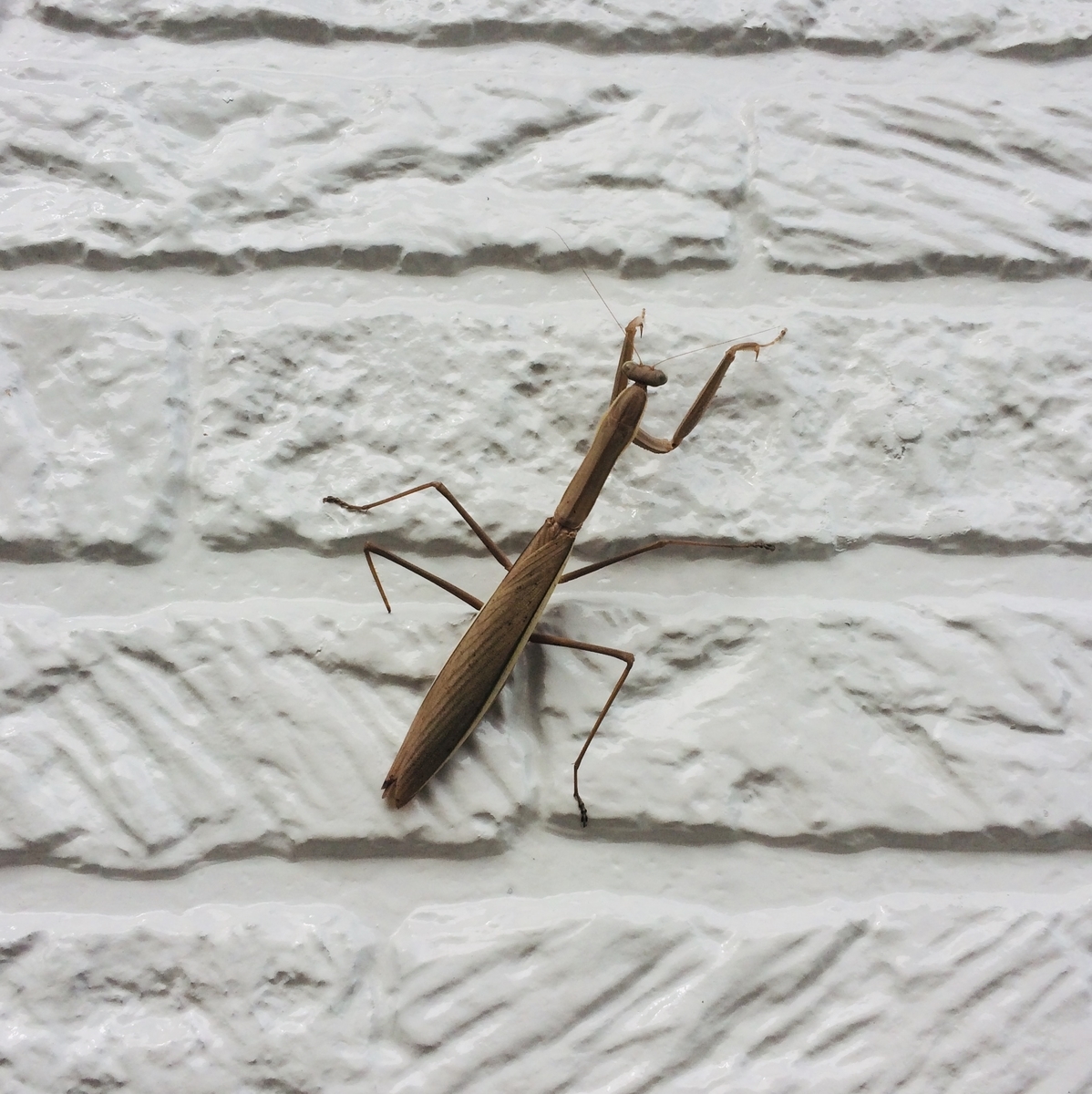 f:id:star-watch0705:20191006212338j:plain f:id:star-watch0705:20191006212338j:plain