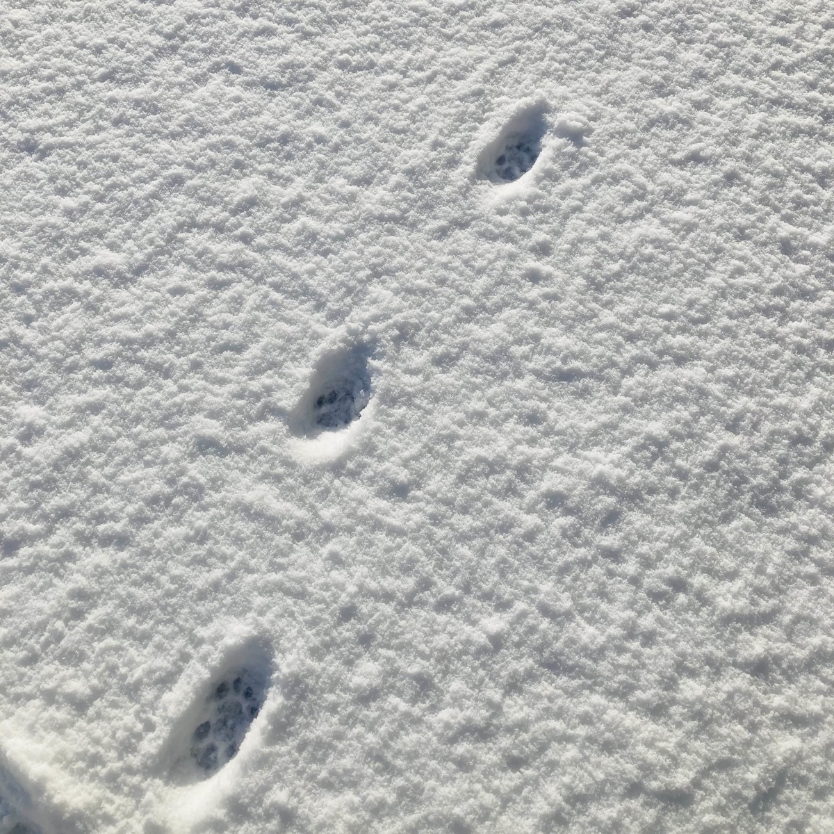 動物の足跡についていこう 口から出まかせ日記 表