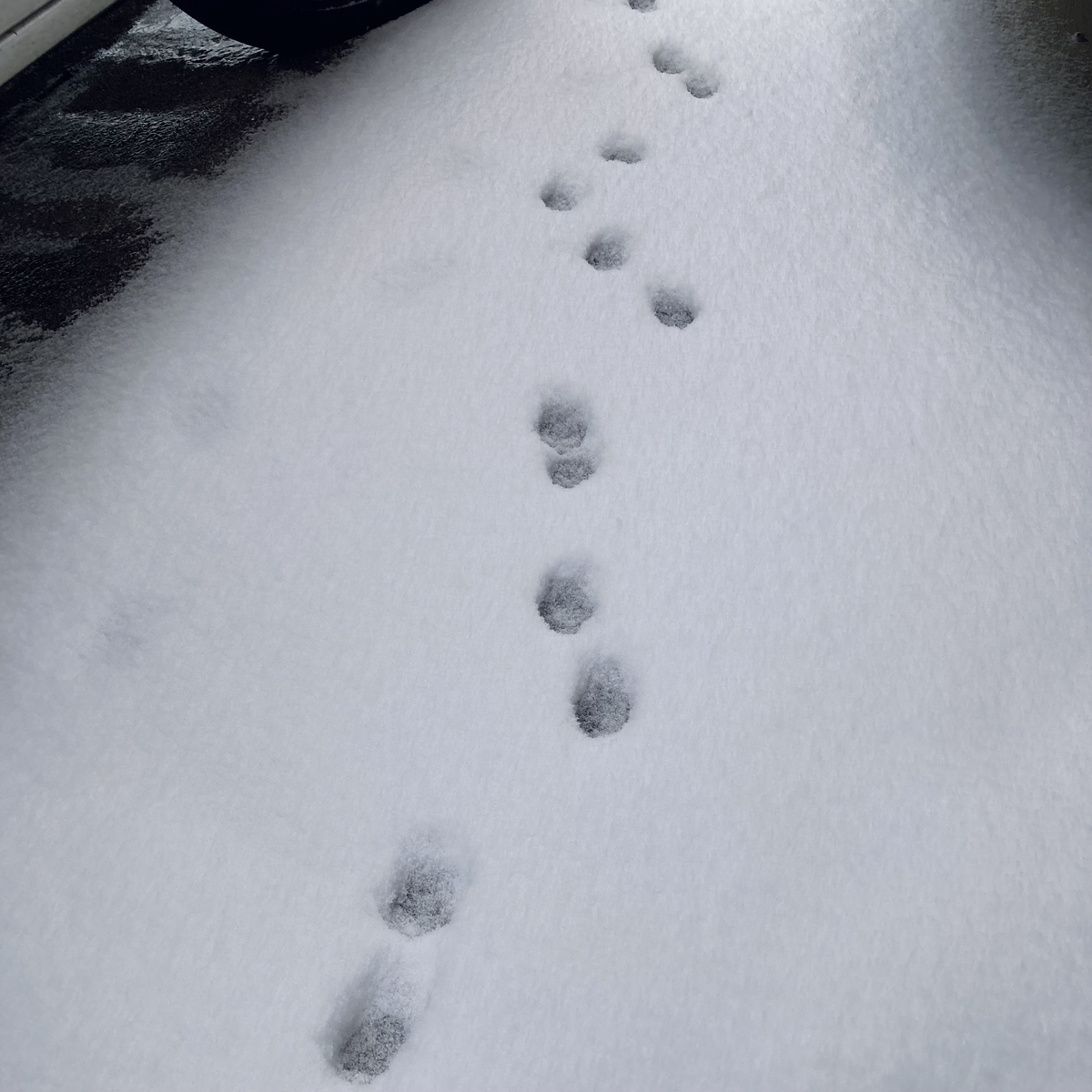 f:id:star-watch0705:20220105102244j:plain