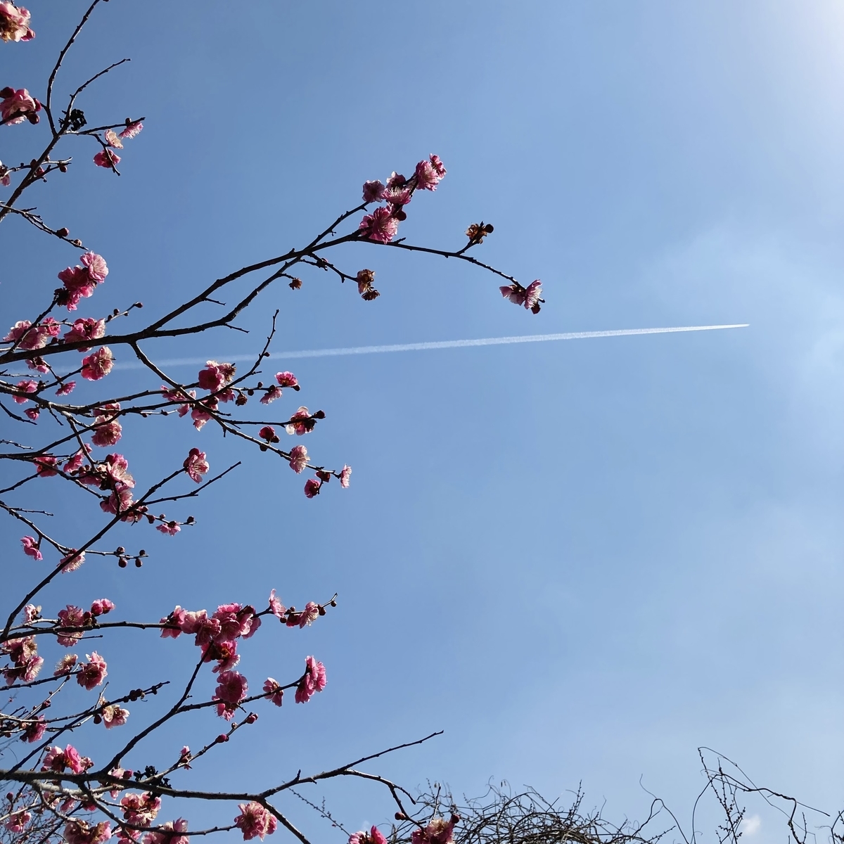 f:id:star-watch0705:20220314174247j:plain