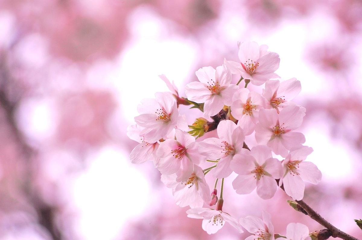 f:id:star2432:20190327151419j:plain f:id:star2432:20190327151419j:plain