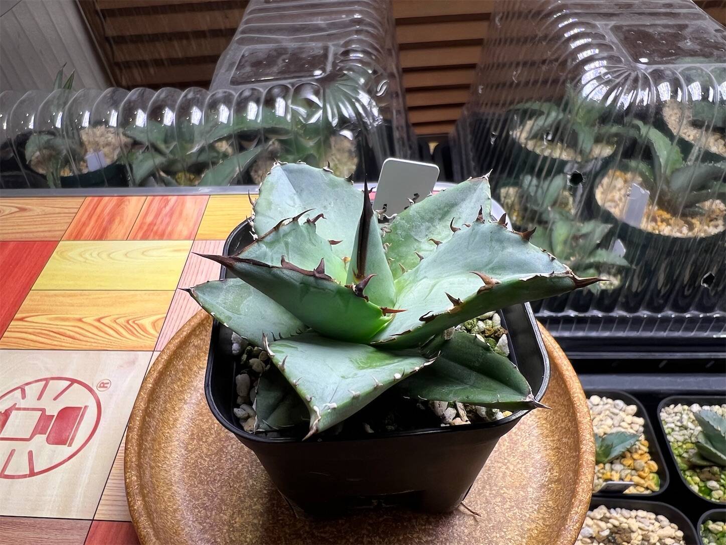 コーデックスに魅せられて〜アガベを夜な夜な愛でる【チタノタブルー