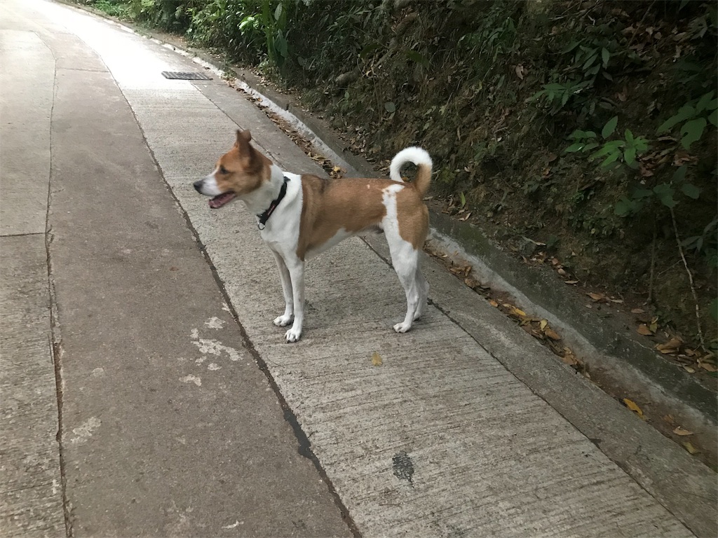 f:id:starflight:20180428110752j:image