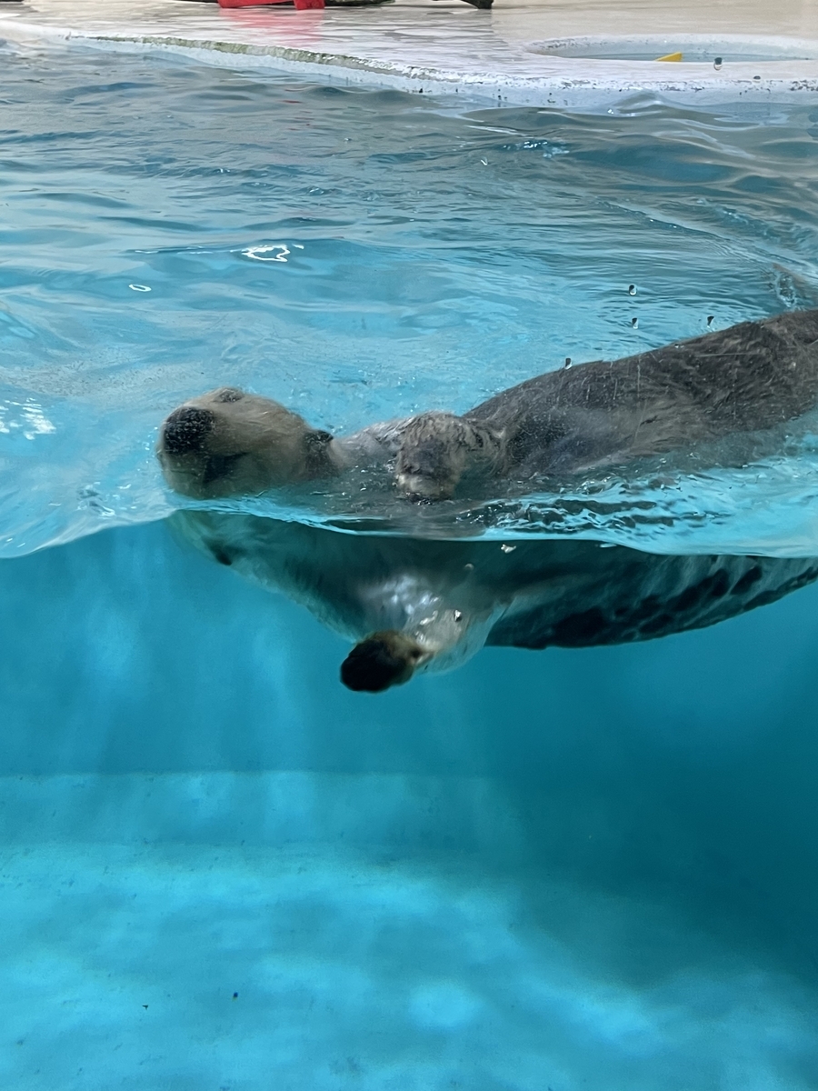 水族館で泳いでるラッコ