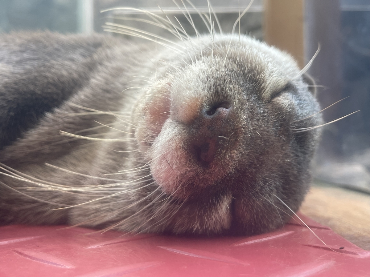 寝てるカワウソ