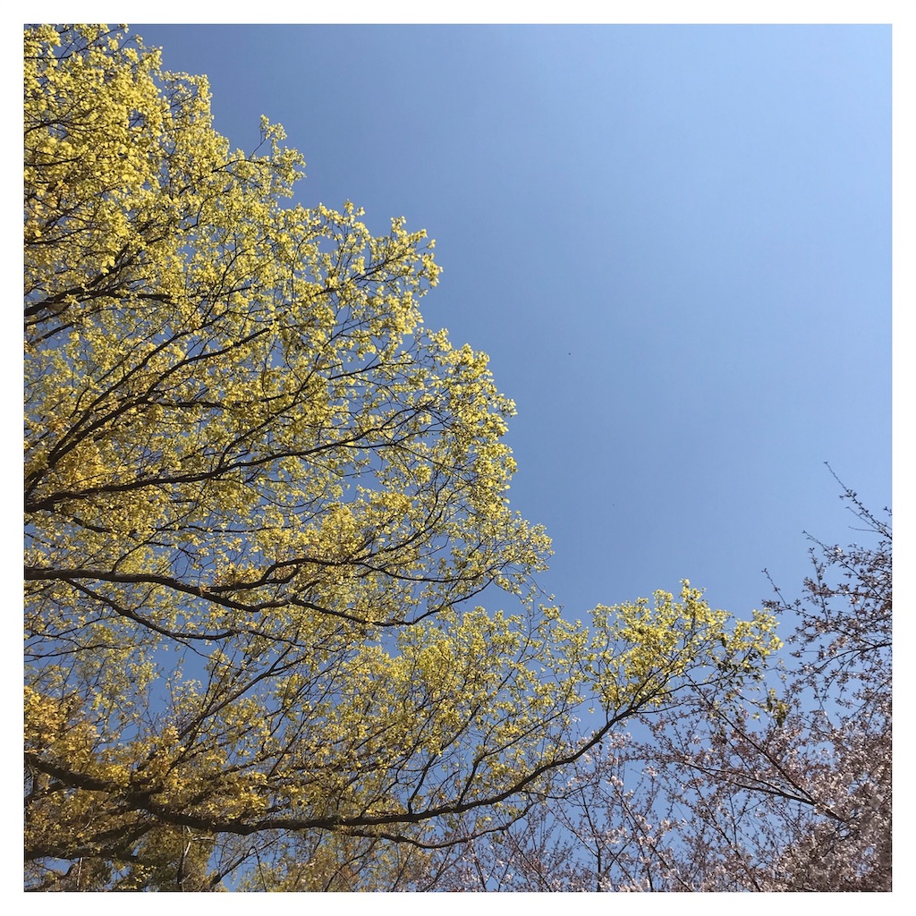 f:id:starlights124hs:20190412093256j:image f:id:starlights124hs:20190412093256j:image