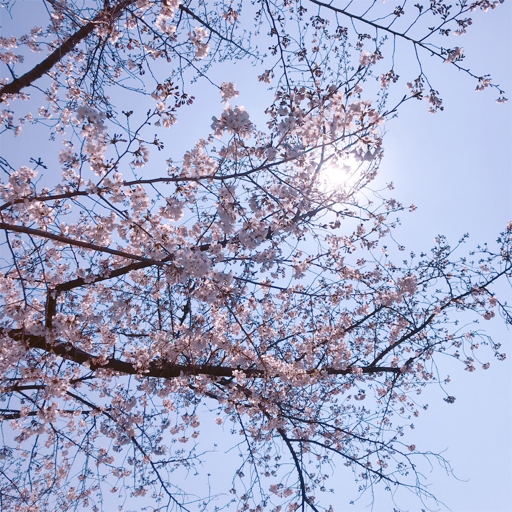 f:id:starlights124hs:20190412100626j:image f:id:starlights124hs:20190412100626j:image