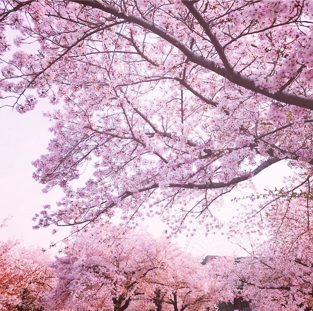 f:id:starlights124hs:20190412101714j:image f:id:starlights124hs:20190412101714j:image
