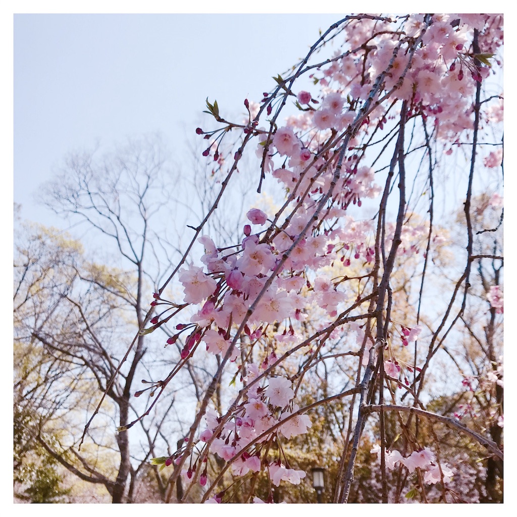 f:id:starlights124hs:20190412103202j:image f:id:starlights124hs:20190412103202j:image