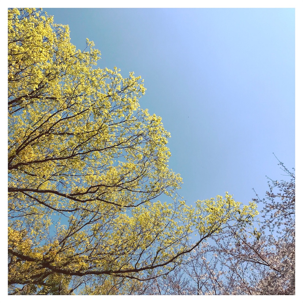 f:id:starlights124hs:20190413195736j:image f:id:starlights124hs:20190413195736j:image