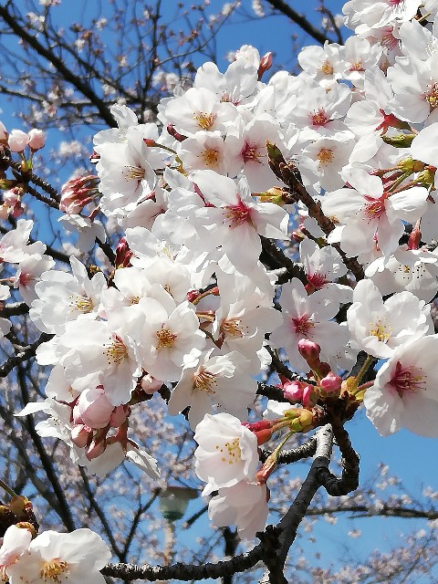 f:id:starmary:20200408220914j:image