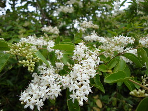 f:id:starry-night:20080607012858j:image f:id:starry-night:20080607012858j:image