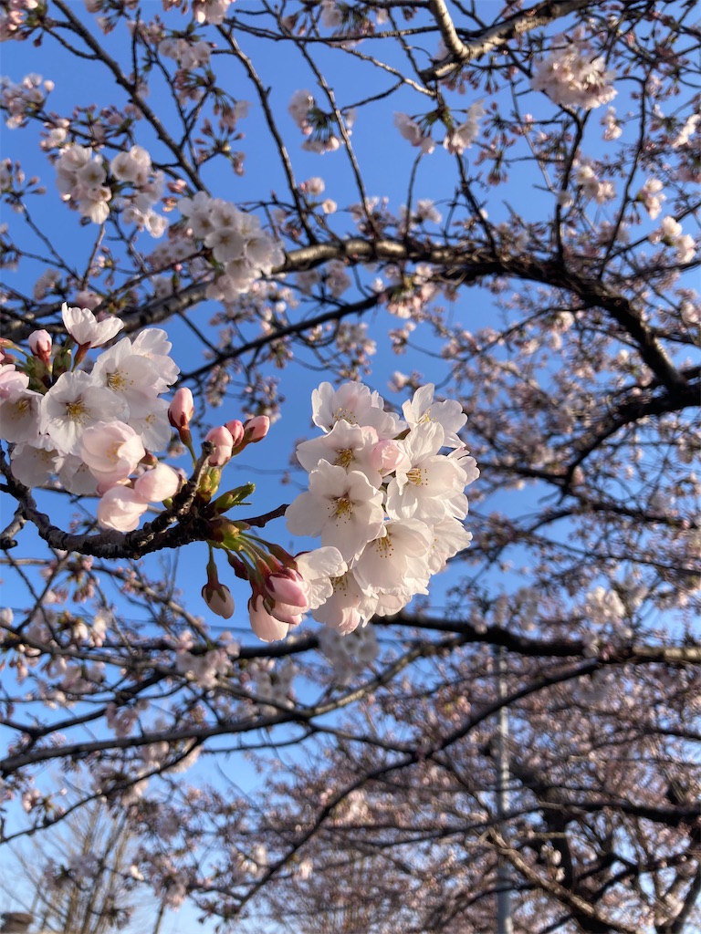 f:id:starry6110:20240414102505j:image f:id:starry6110:20240414102505j:image
