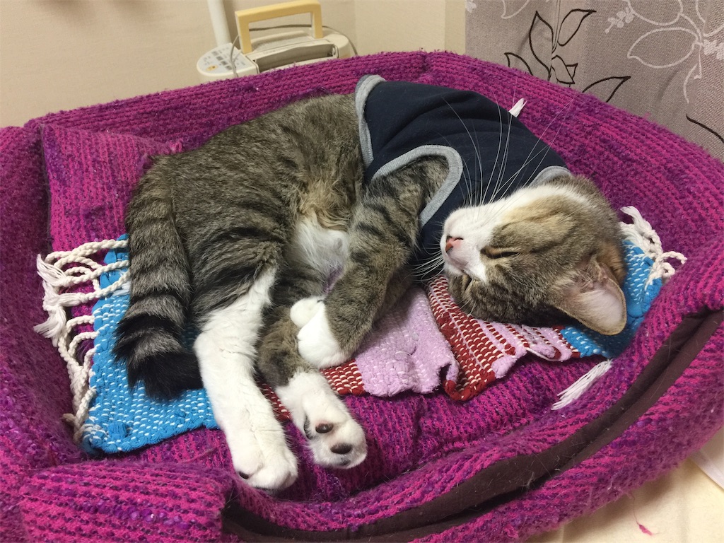 f:id:starsaphire:20181126232949j:image f:id:starsaphire:20181126232949j:image