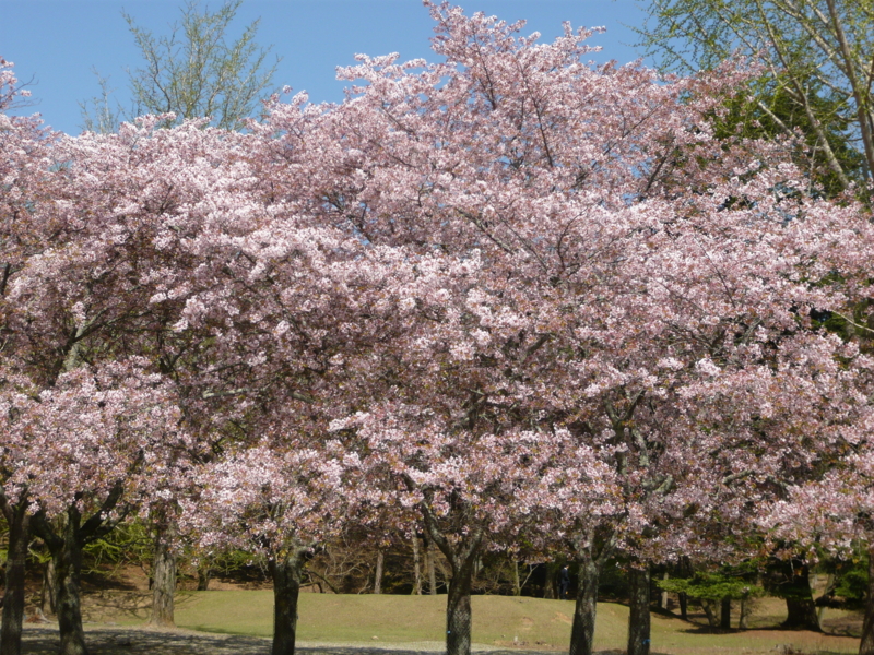 f:id:staygreeen:20130410232745j:image f:id:staygreeen:20130410232745j:image