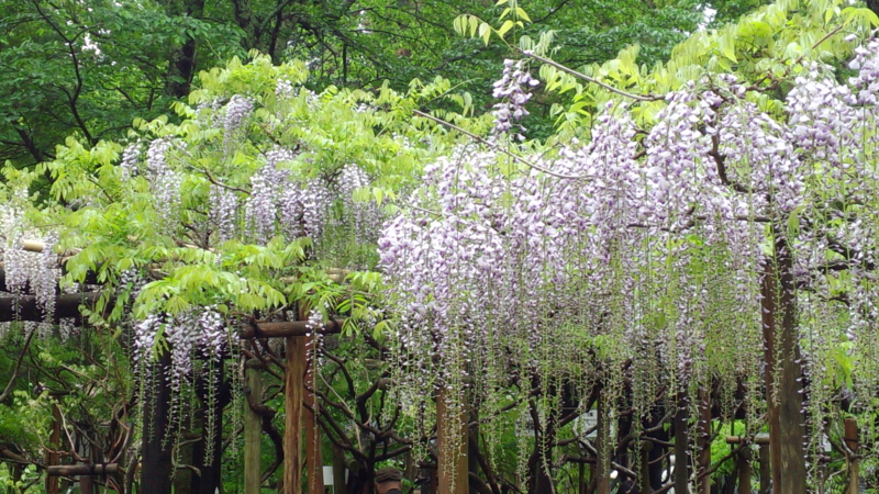 f:id:staygreeen:20130507221608j:image f:id:staygreeen:20130507221608j:image