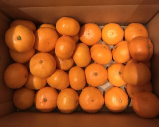 f:id:stayhappy:20201211060353j:plain