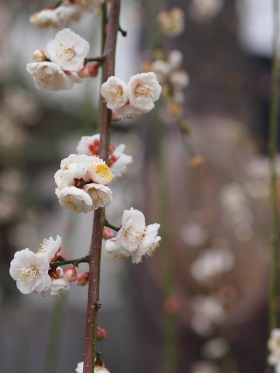 f:id:stayhere:20140301135328j:image:w460