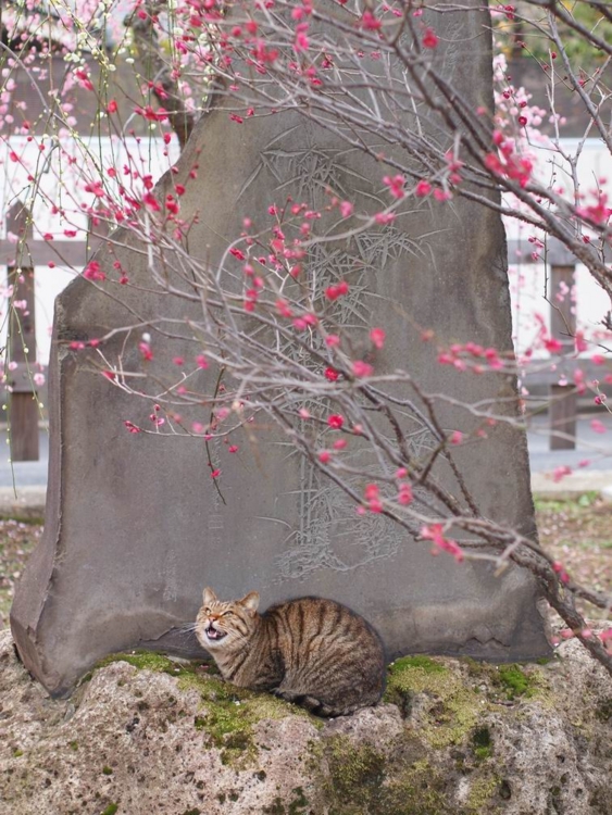 f:id:stayhere:20140301141031j:image:w460