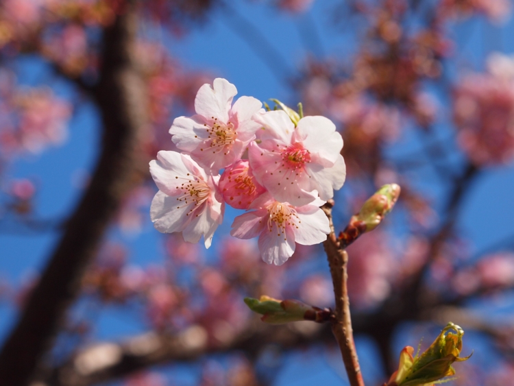 f:id:stayhere:20140308151010j:image:w540