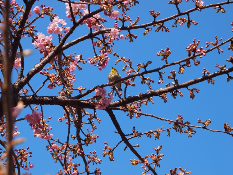 f:id:stayhere:20140308151132j:image:w540