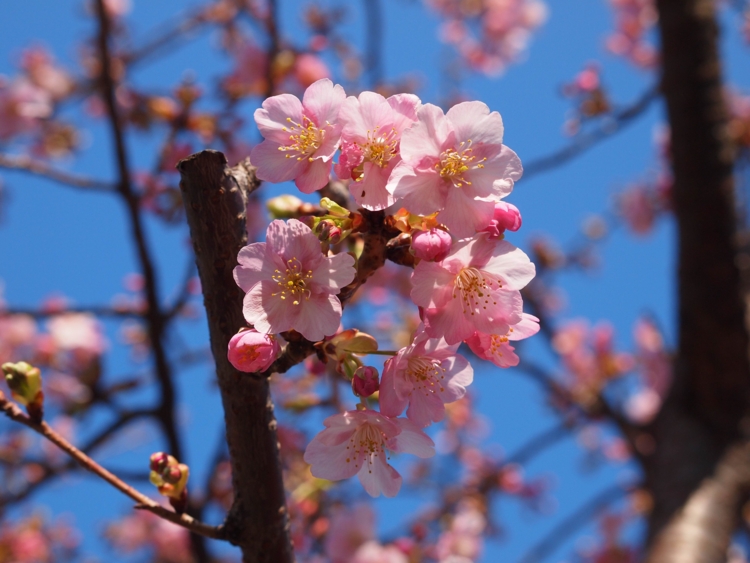 f:id:stayhere:20140308151423j:image:w540