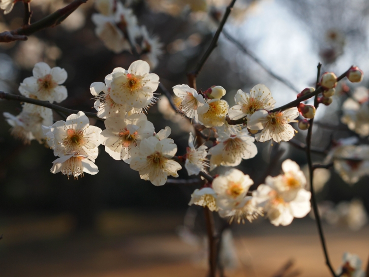 f:id:stayhere:20140308160517j:image:w540