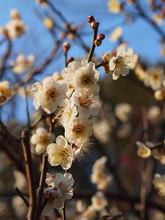f:id:stayhere:20140308160728j:image:w460