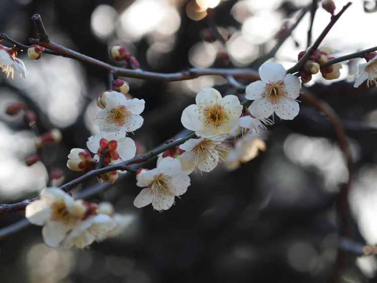 f:id:stayhere:20140308161248j:image:w540