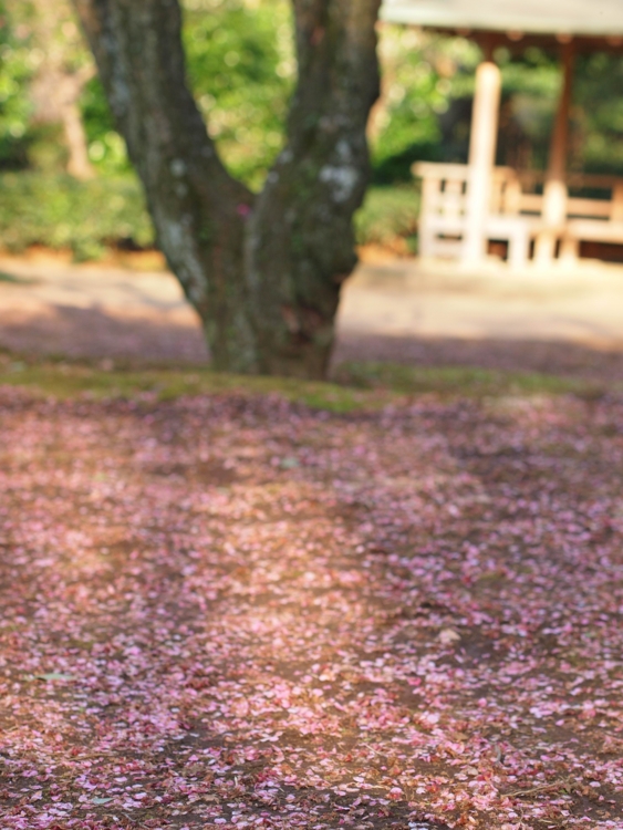 f:id:stayhere:20140308161412j:image:w460