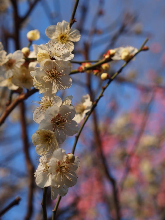 f:id:stayhere:20140308161646j:image:w460