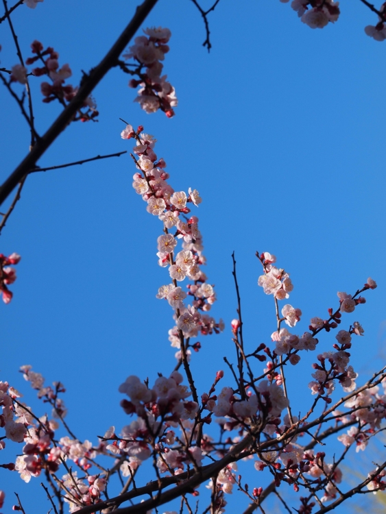 f:id:stayhere:20140322144853j:image:w460